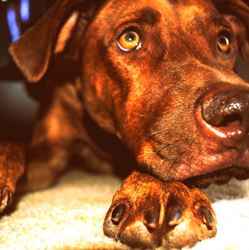 Illustration for article titled Shooting Challenge Pets Gallery 1